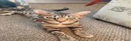 Bengal cats for sale: Beautiful kitten looking for a forever loving home - Advert 3