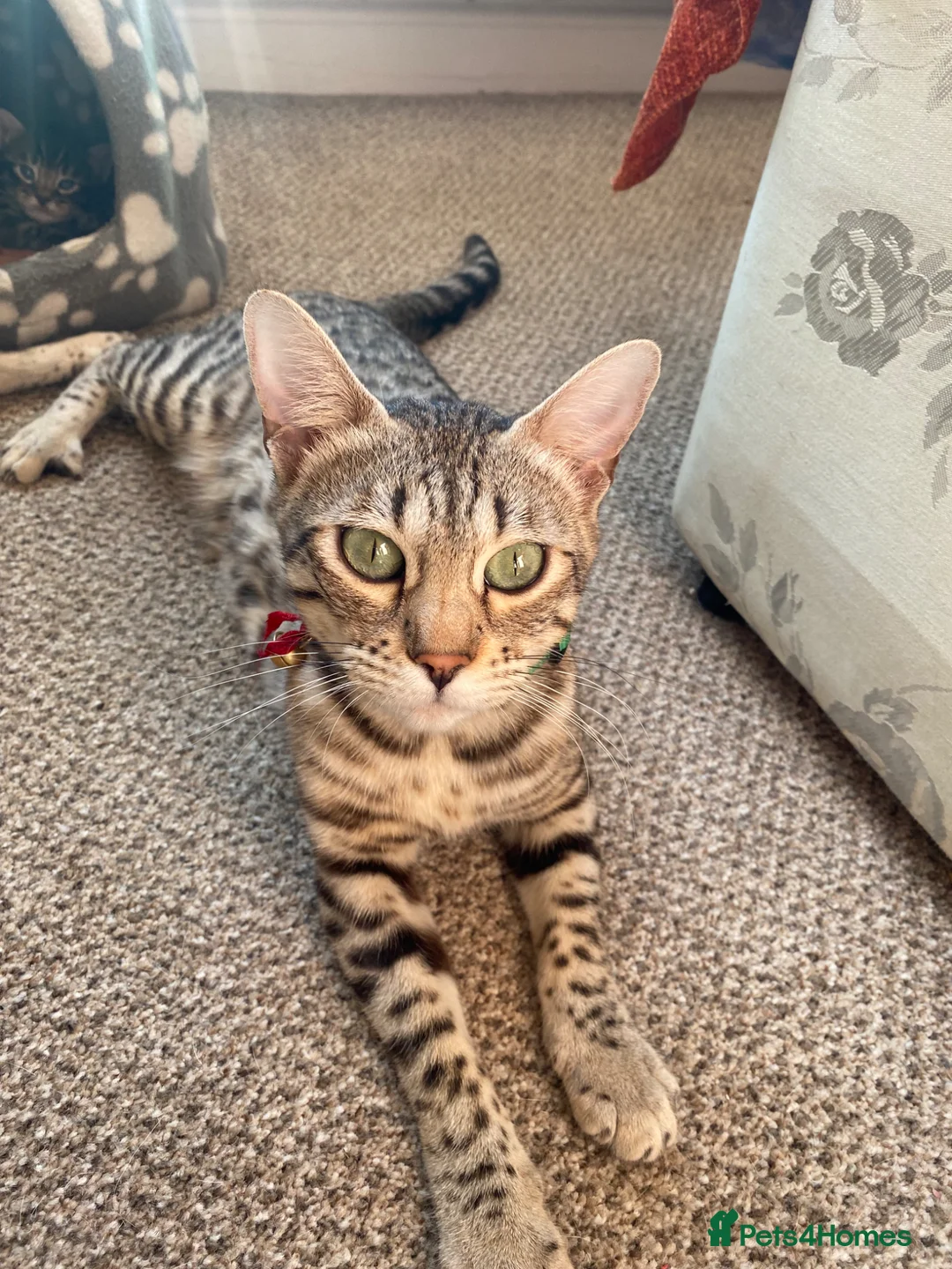 Bengal cats for sale: Beautiful kitten looking for a forever loving home - Advert 3