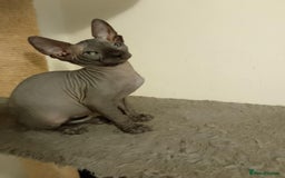 Sphynx cats for sale: 4 female canadian sphynx looking for home - Image 5