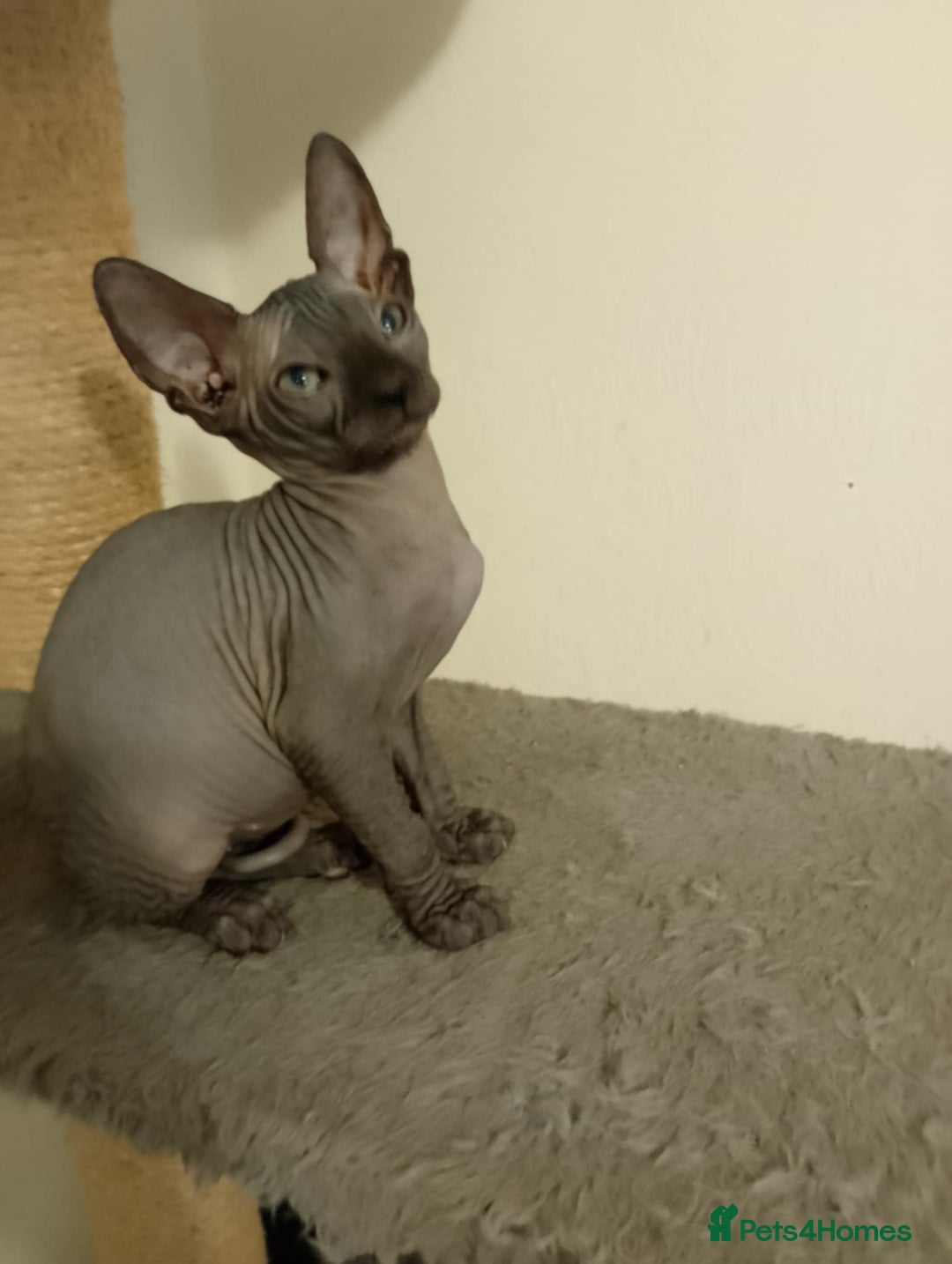Sphynx cats for sale: 4 female canadian sphynx looking for home - Image 5