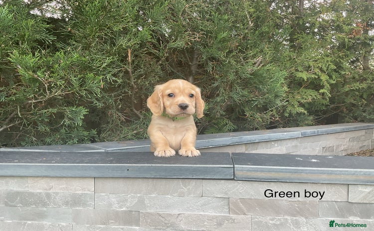 Cocker Spaniel dogs - Advert 3