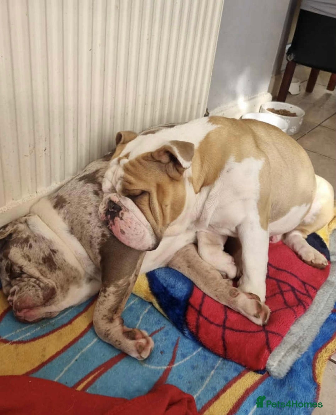 English Bulldog dogs for sale: English Bulldog - Image 5