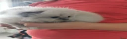 Mixed Breed cats for sale: Persian x ragdoll kittens for sale  in Bootle - Advert 14