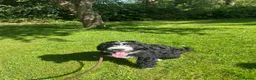 Mixed Breed dogs for sale: DOODLE PUP - Advert 3
