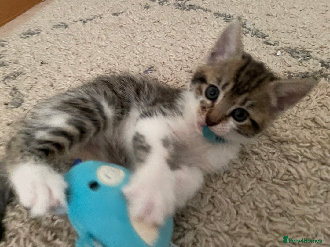 European cats for sale: 8 weeks old - kittens  - Image 26