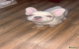 French Bulldog dogs for sale: French bull dog  - Image 1
