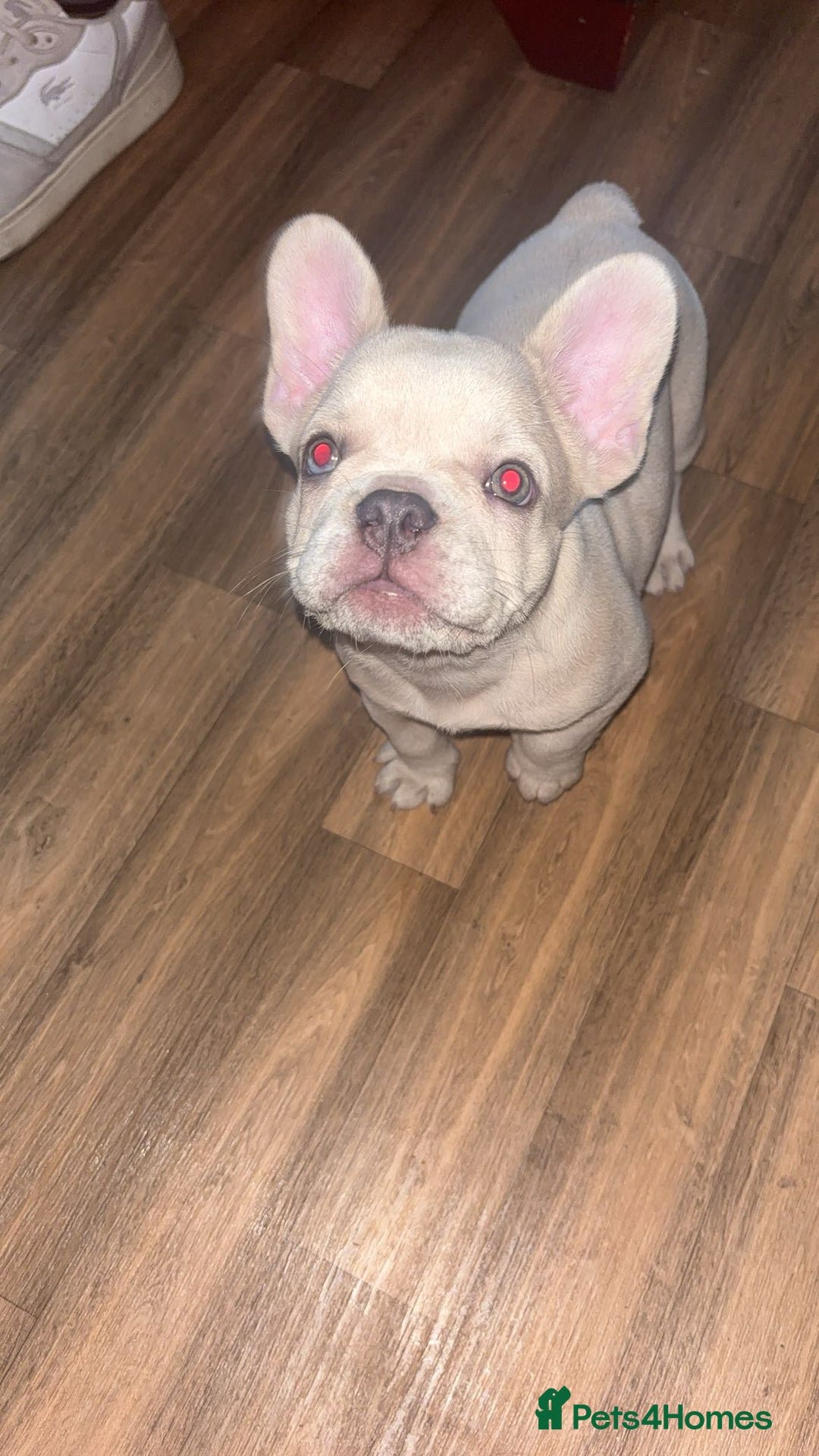 French Bulldog dogs for sale: French bull dog  - Image 1