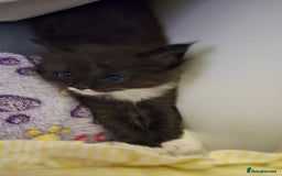 Maine Coon cats for sale: Maine Coon X Ragdoll  - Advert 3