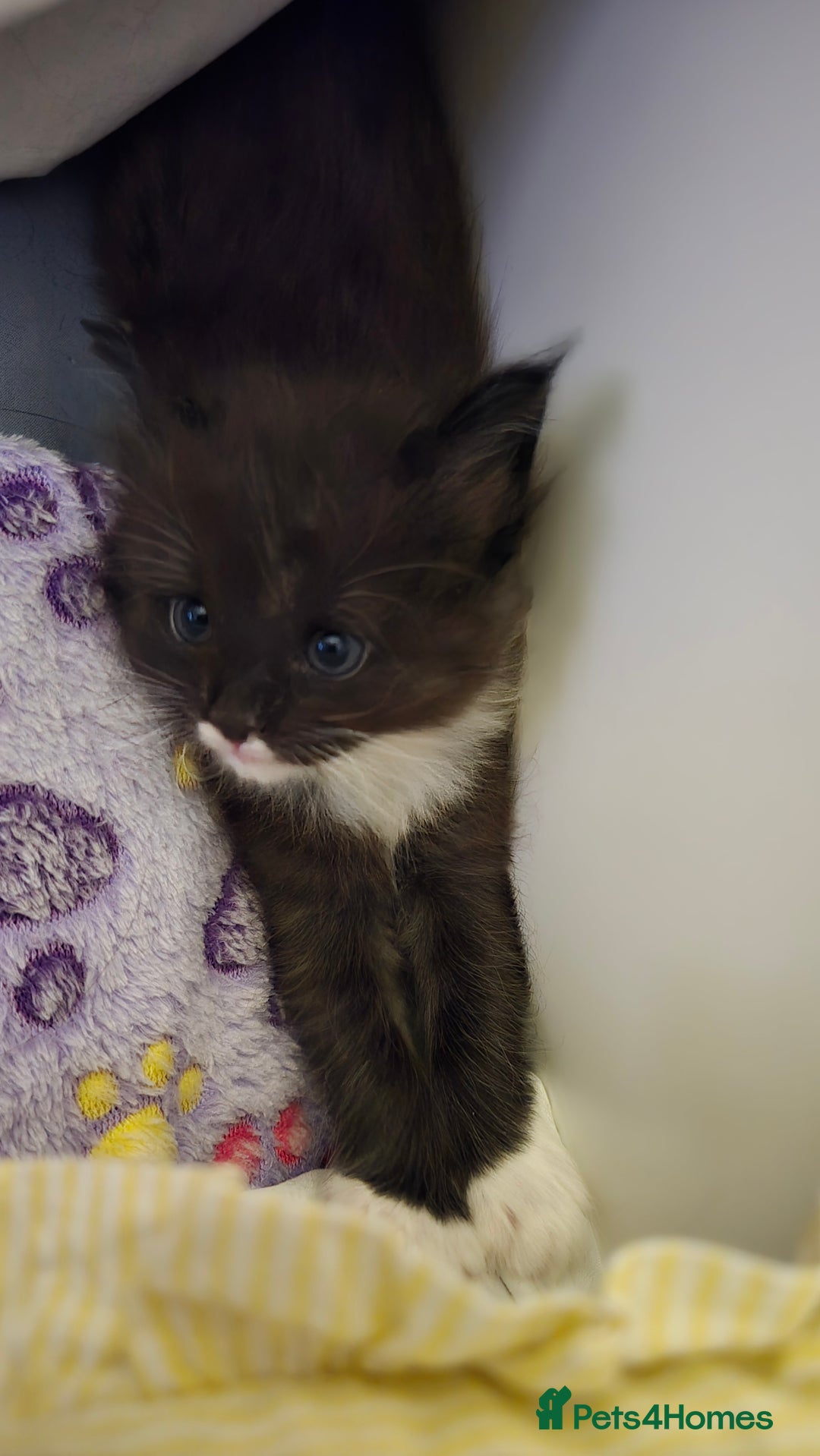 Maine Coon cats for sale: Maine Coon X Ragdoll  - Advert 3