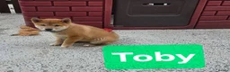 Japanese Shiba Inu dogs for sale: Foxy little shibas - Advert 8