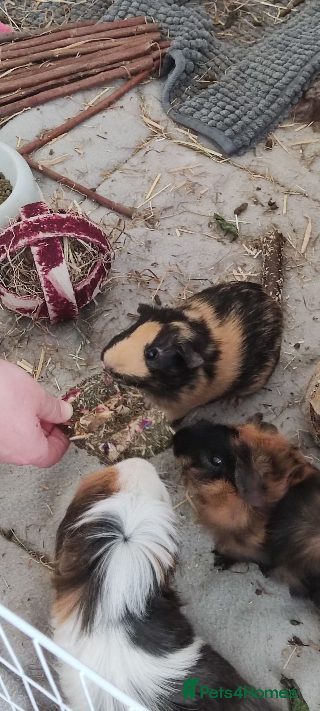 Guinea Pig rodents for sale: Black and ginger Bonded sows  - Image 7