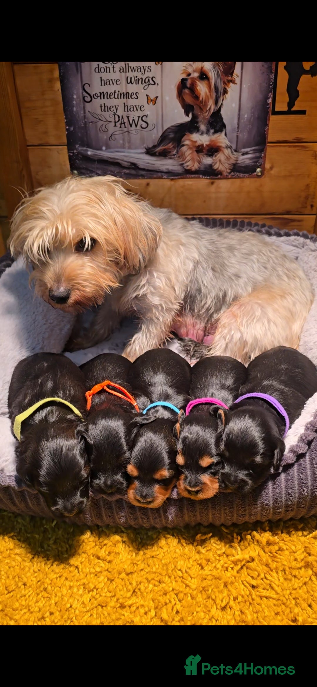 Yorkiepoo dogs for sale: GENUINE F1 YORKIEPOO PUPPIES  - Advert 11