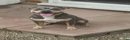 American Bully dogs for sale: 🏆🩸ABKC American pocket bully 🔥 - Advert 23