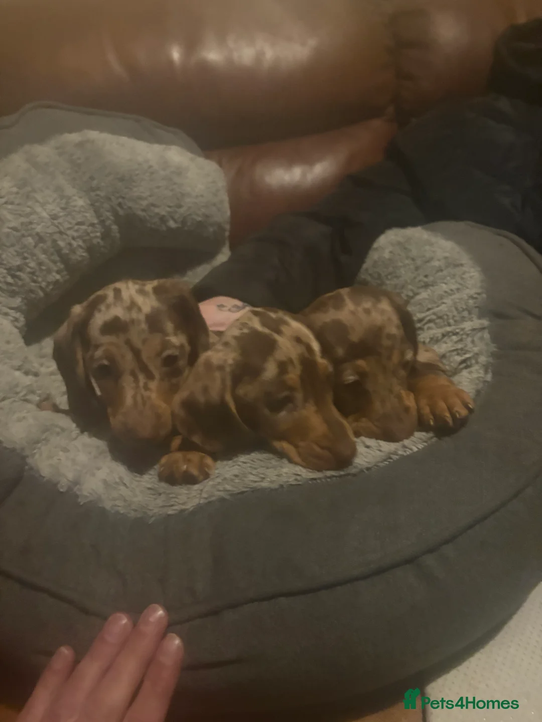 Miniature Dachshund dogs for sale: Miniature dachshund puppies - Advert 6