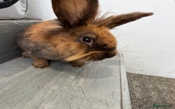Mini Lop rabbits for sale: Lop & Lion head Rabbit  - Image 5