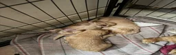 Mixed Breed dogs for sale: Puppies for sale  - Advert 11