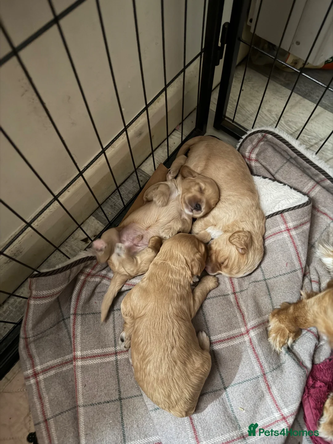 Mixed Breed dogs for sale: Puppies for sale  - Advert 11
