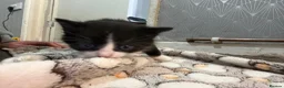 Mixed Breed cats for sale: Two kittens for sale  - Advert 9