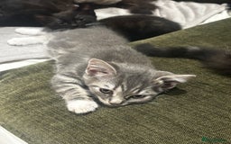 British Shorthair cats for sale: Charming British Shorthair-Siberian Mix kitten - Image 9