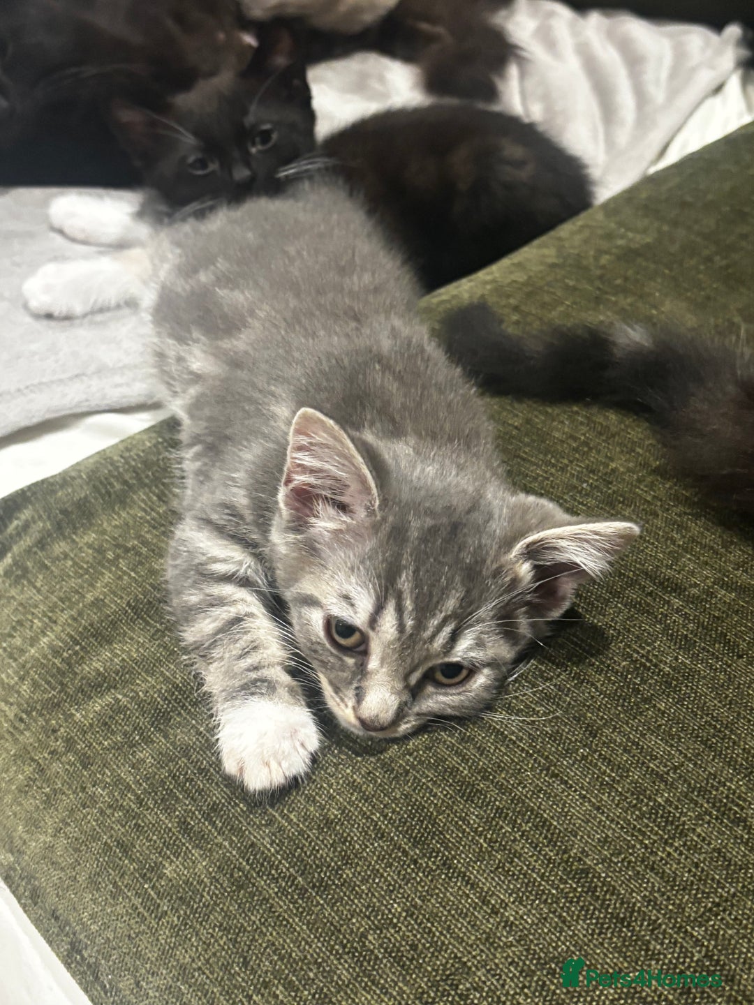 British Shorthair cats for sale: Charming British Shorthair-Siberian Mix kitten - Image 9