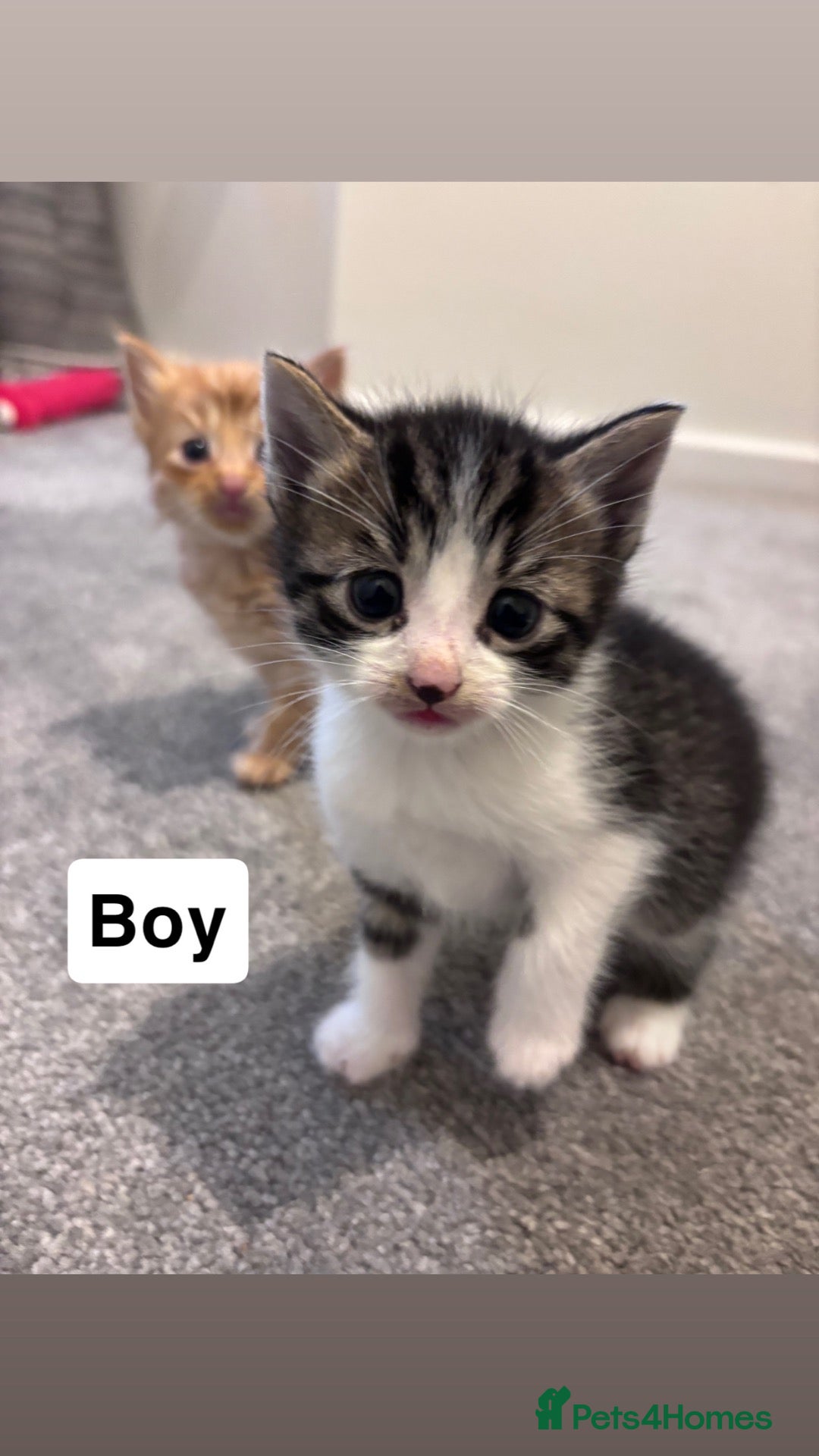 Mixed Breed cats Beautiful tabby kittens - Advert 1