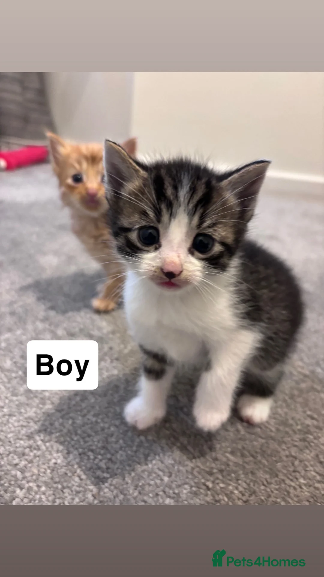 Mixed Breed cats for sale: Beautiful tabby kittens - Advert 1