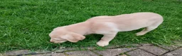 Labrador Retriever dogs for sale: Labrador puppies for sale  - Advert 5