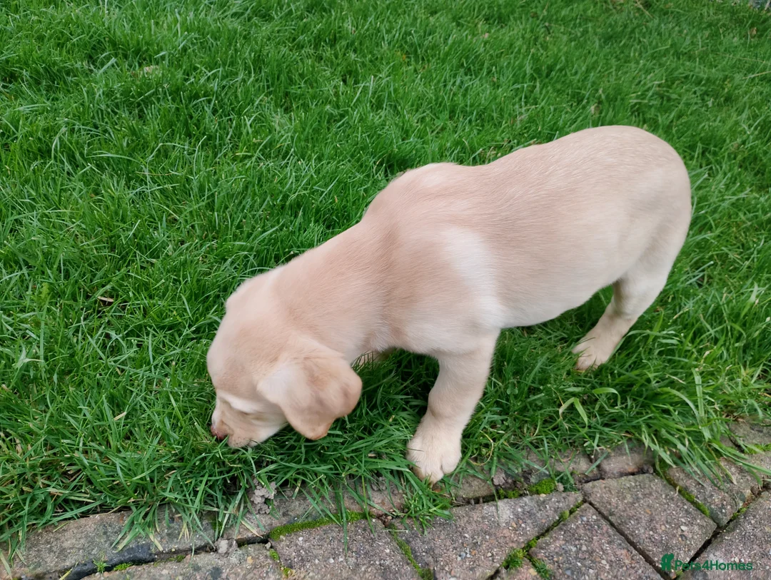 Labrador Retriever dogs for sale: Labrador puppies for sale  - Advert 5