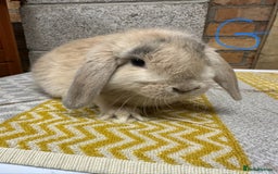 Mini Lop rabbits for sale: Mini Lop Rabbits For Sale  - Advert 9