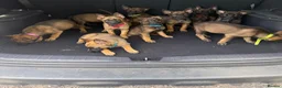 Belgian Shepherd Dog dogs for sale: Belgium Mali pups - Advert 11