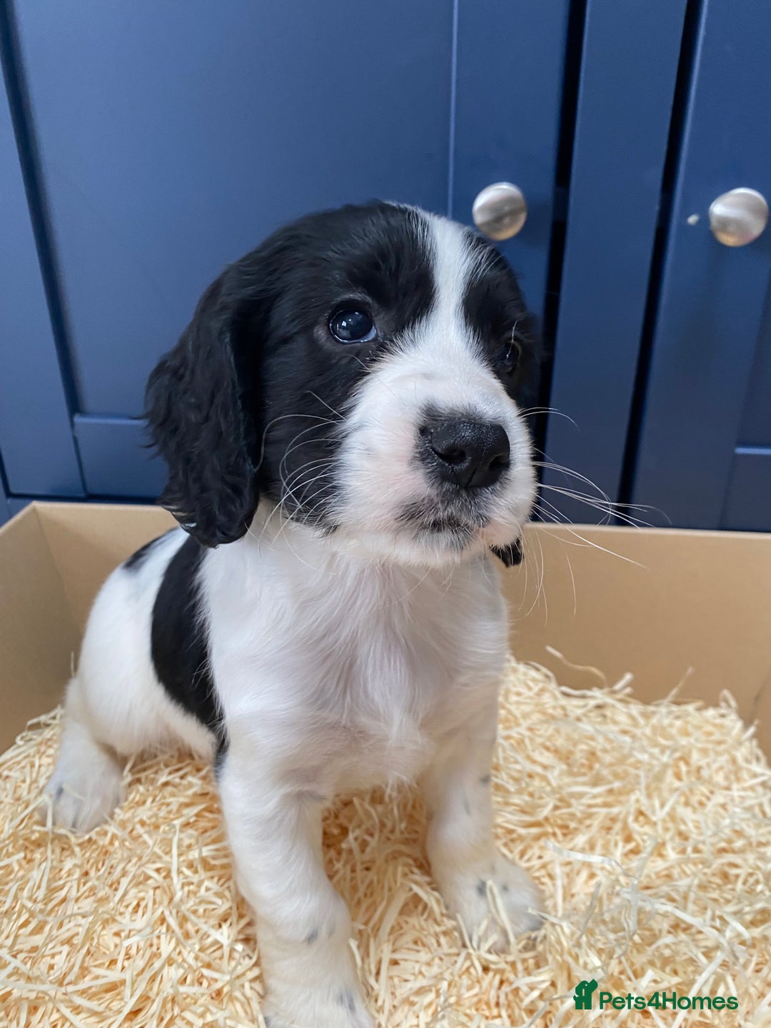 Cocker Spaniel dogs for sale: Cocker Spaniel puppies - Image 15