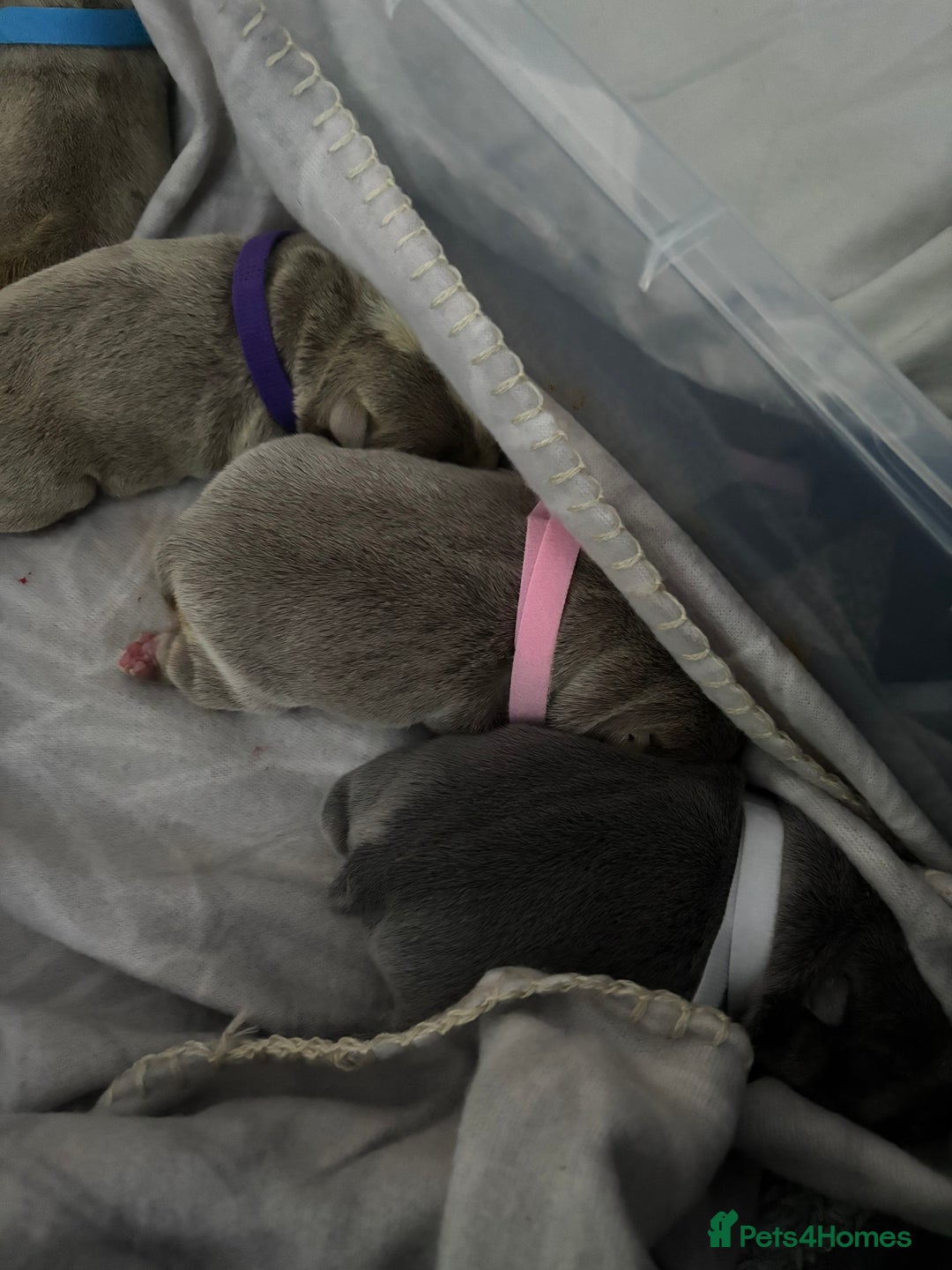 English Bulldog dogs for sale: 5 Beautiful Bulldogs - Advert 4