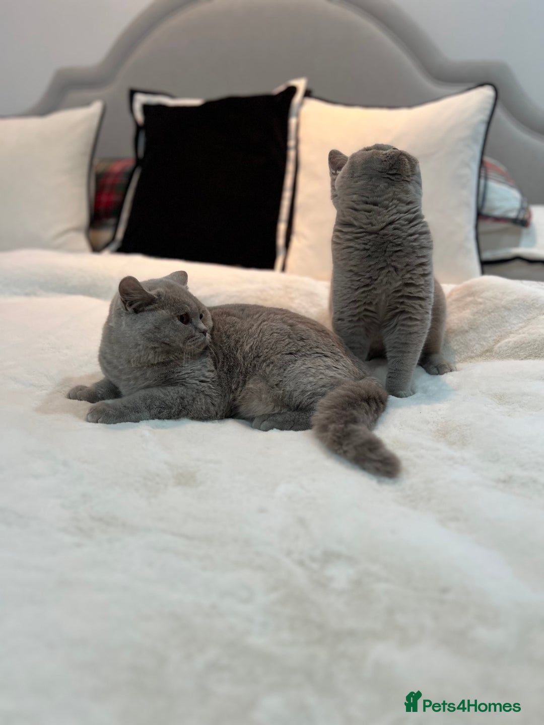 British Shorthair cats for sale: 💙 Pedigree Lilac British Shorthair Boys 💙 - Advert 8