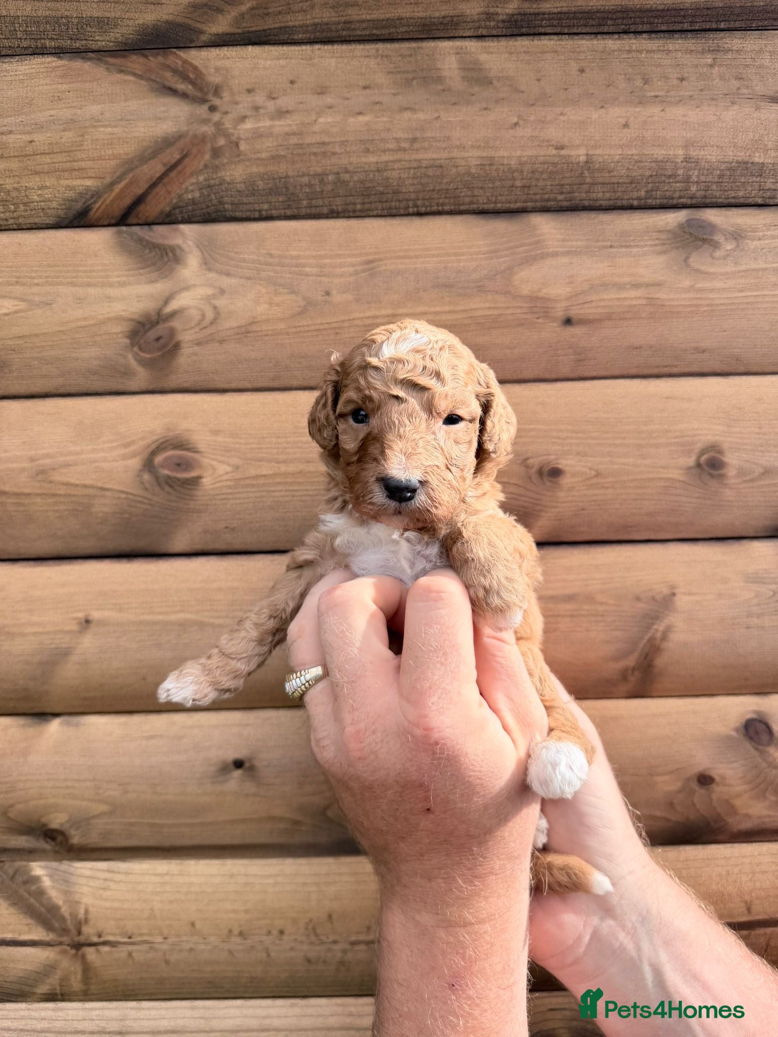 Bernedoodle dogs for sale: Beautiful Bernedoodles Puppies  - Advert 2