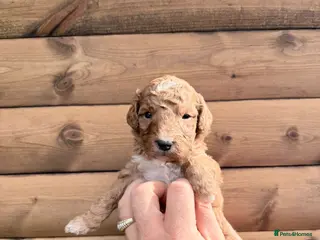 Bernedoodle dogs for sale: Beautiful Bernedoodles Puppies - Advert 2