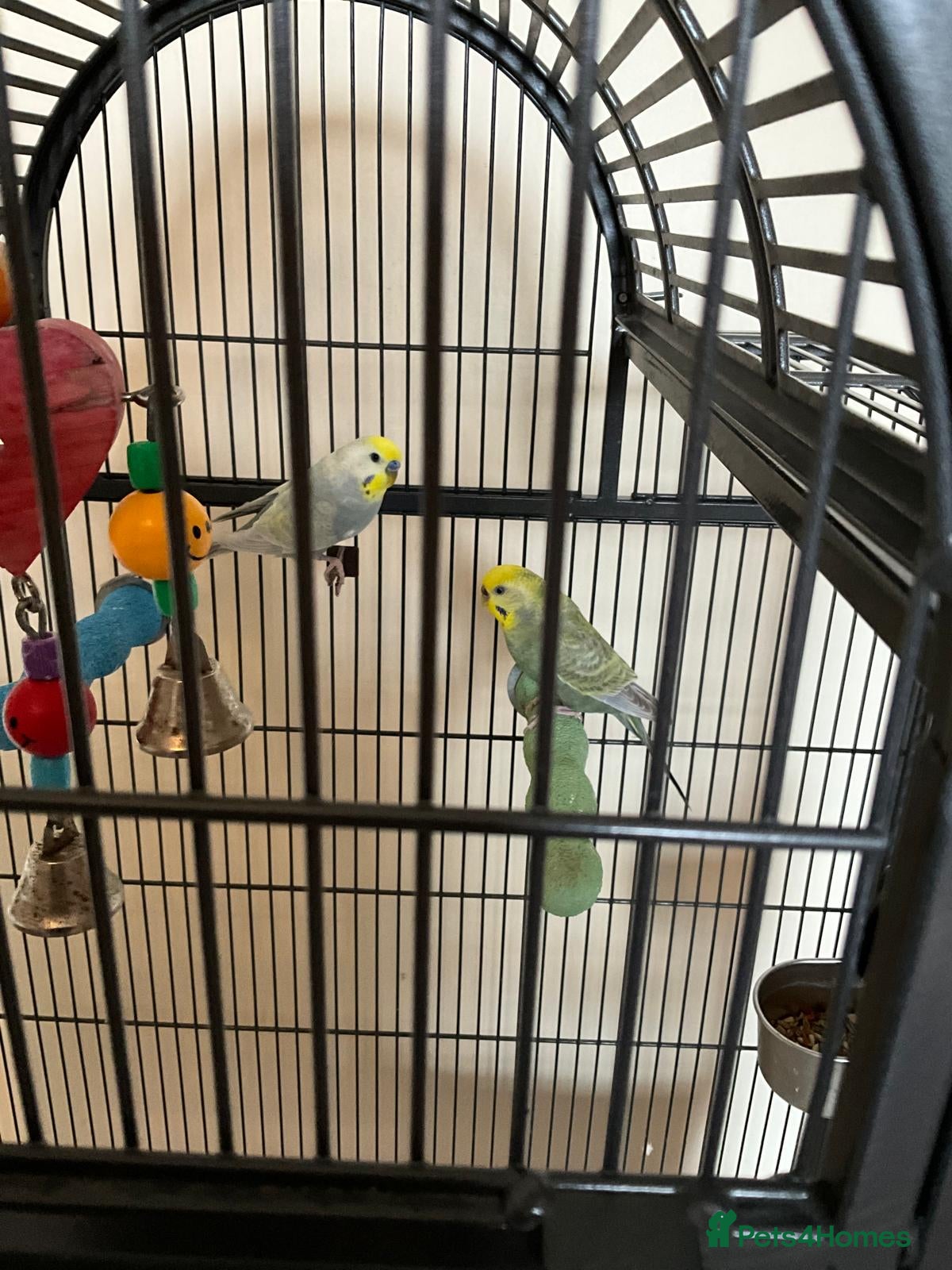 Budgerigars birds Male and Female Rainbow Budgies including cage - Advert 10