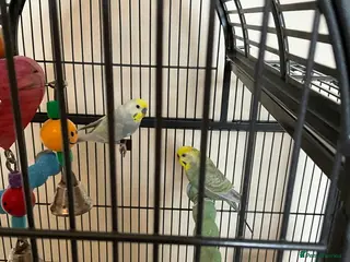 Budgerigars birds for sale: Male and Female Rainbow Budgies including cage - Advert 1