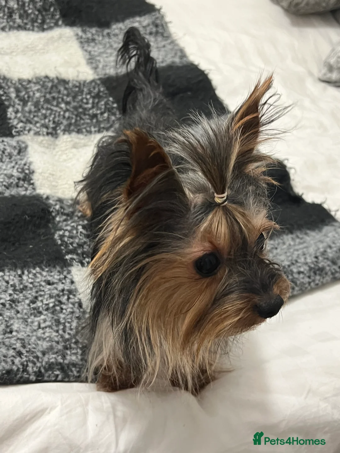Yorkshire Terrier dogs for stud: KC Registered Yorkshire Terrier for Stud – 1.5kg - Advert 5