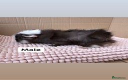 Guinea Pig rodents for sale: Young Guinea pigs  - Image 7