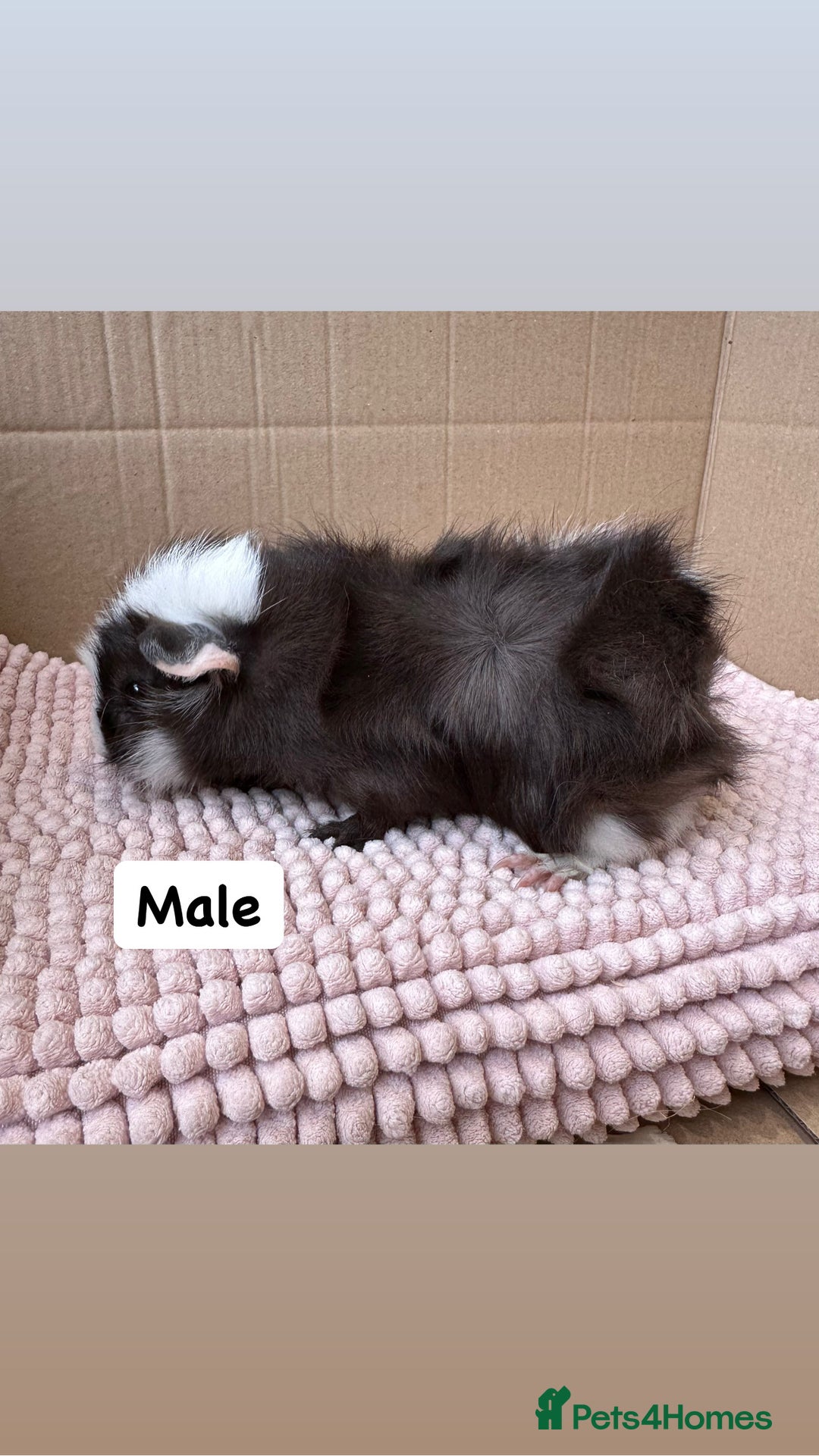 Guinea Pig rodents for sale: Young Guinea pigs  - Image 7