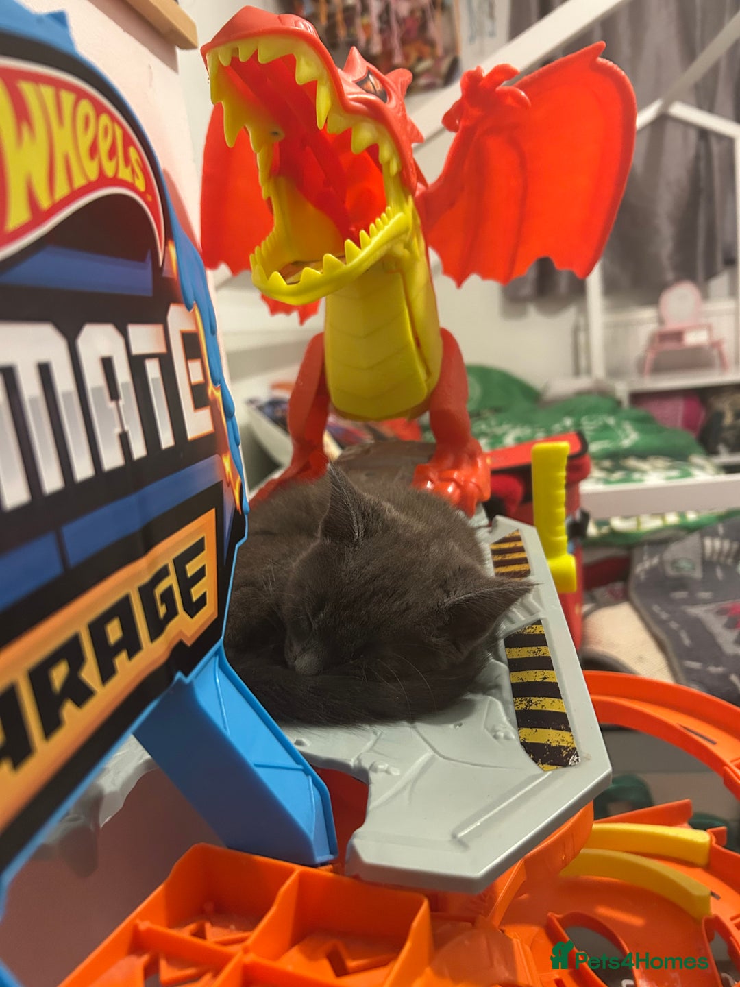 Mixed Breed cats for sale: 3 Blue British shorthair and Mancoon mixed kittens - Advert 12