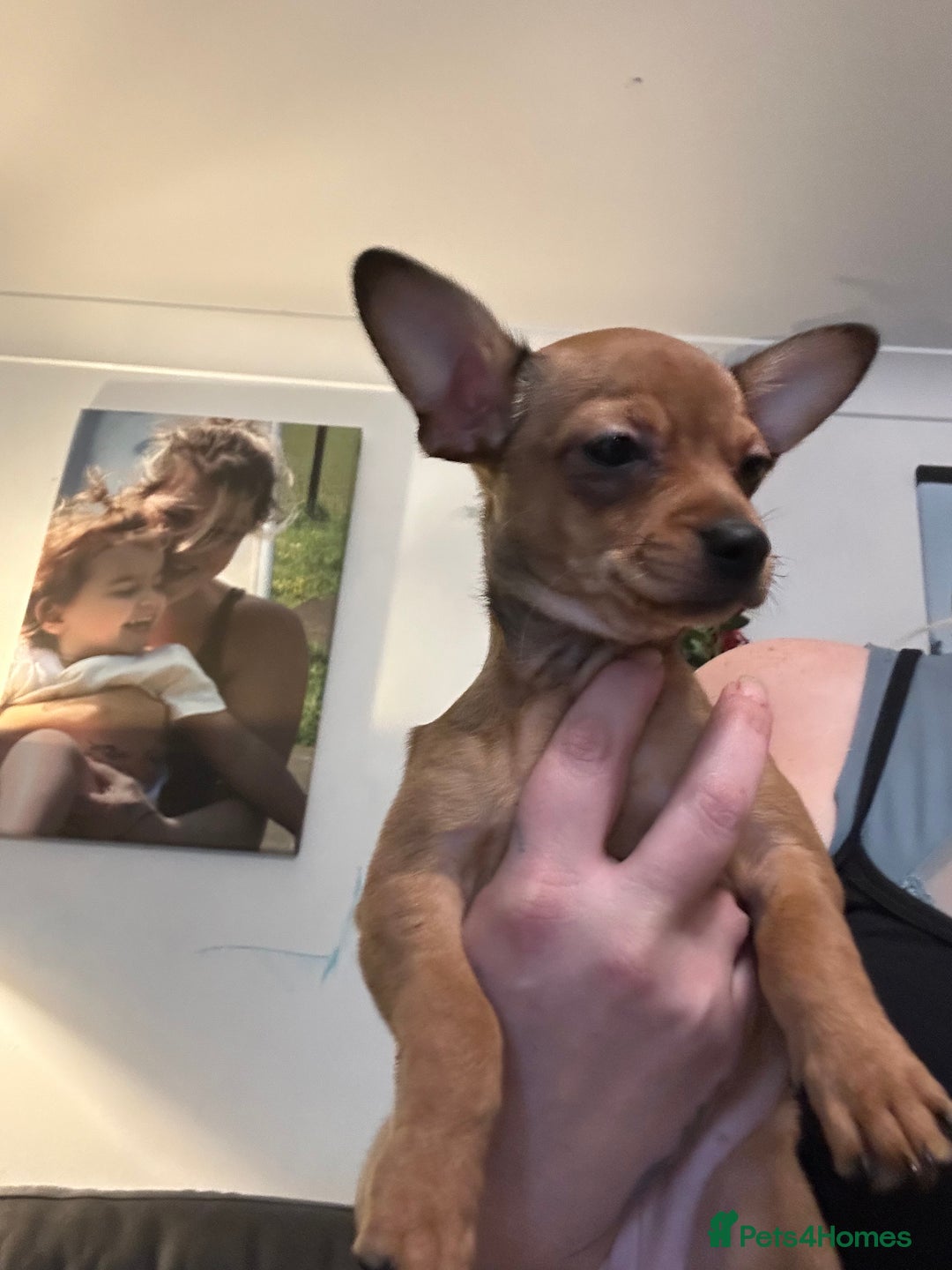 Mixed Breed dogs for sale: Beautiful female jackchi - Advert 7