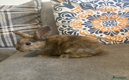 Rex rabbits for sale: Rex cross Mini Lop  - Image 5