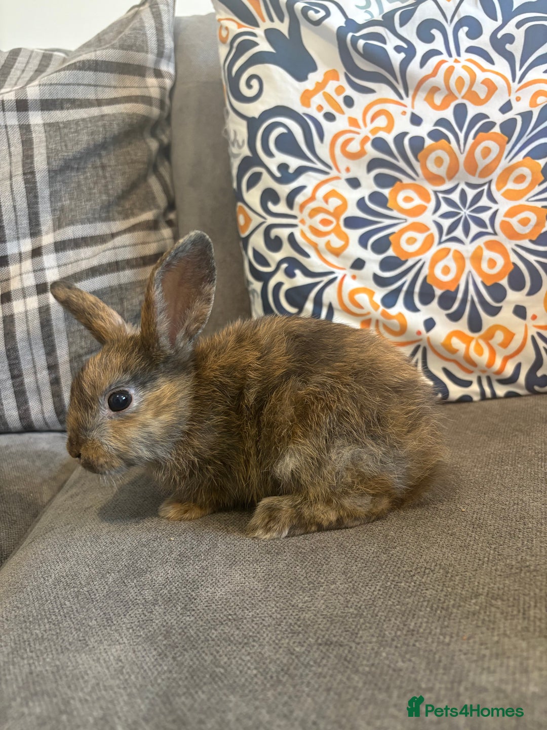 Rex rabbits for sale: Rex cross Mini Lop  - Image 5