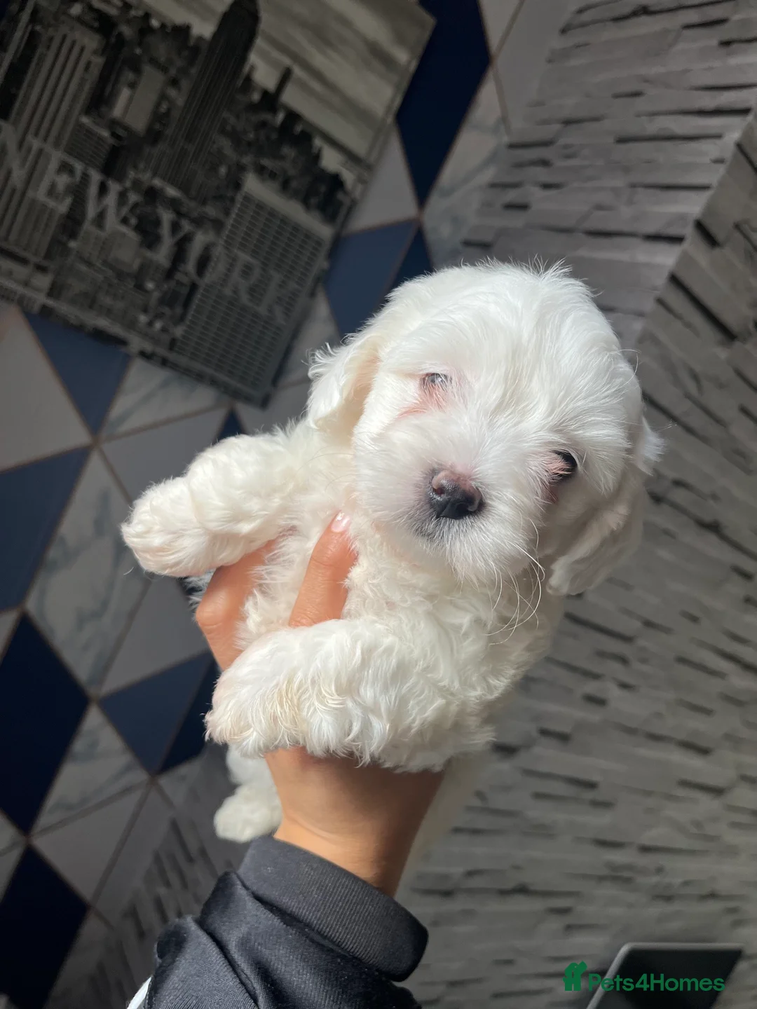 Maltese dogs for sale: Maltese puppies  - Advert 16