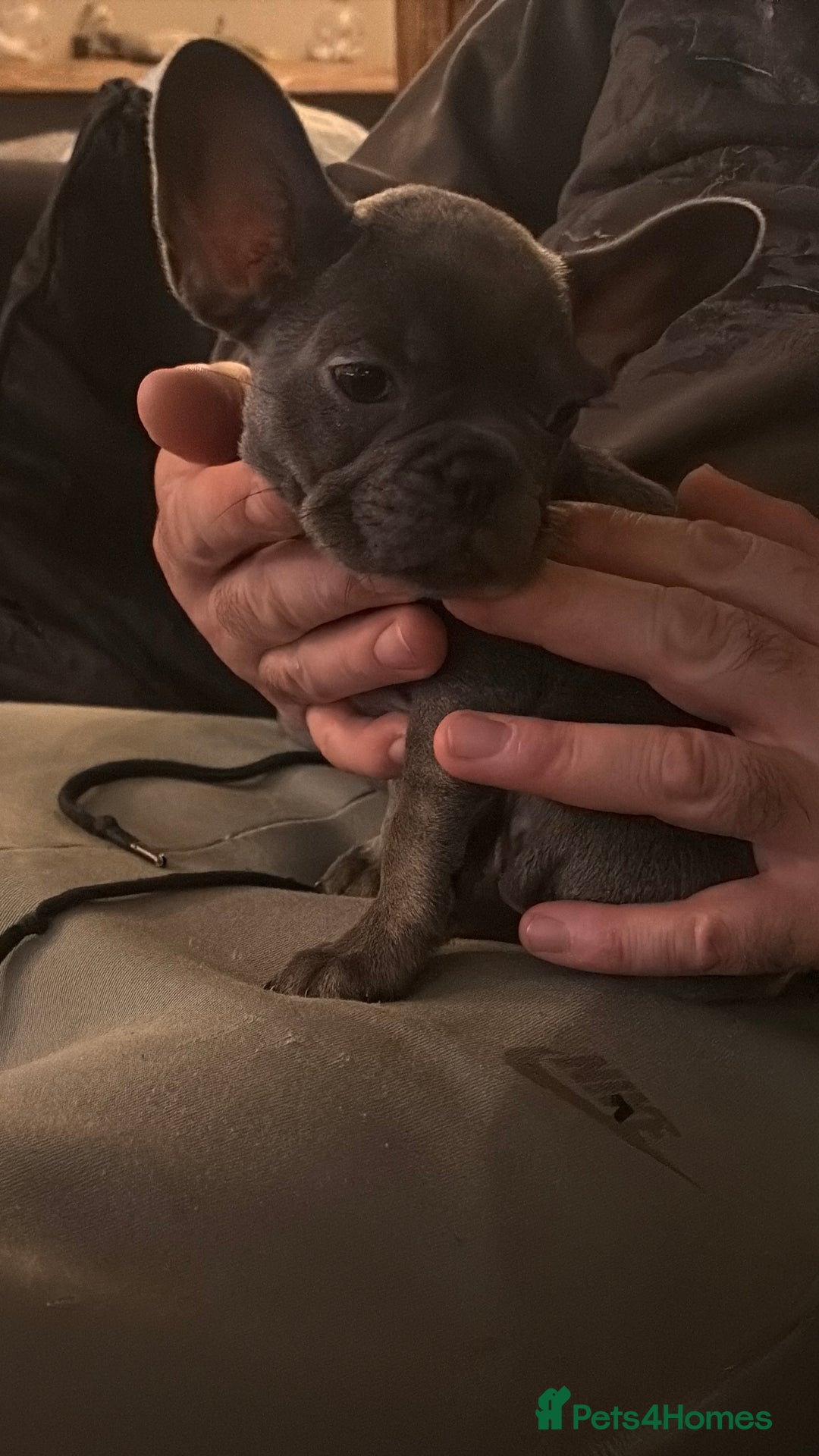 French Bulldog dogs for sale: READY NOW Pedigree New shade Isabella’s and Lilacs - Advert 6