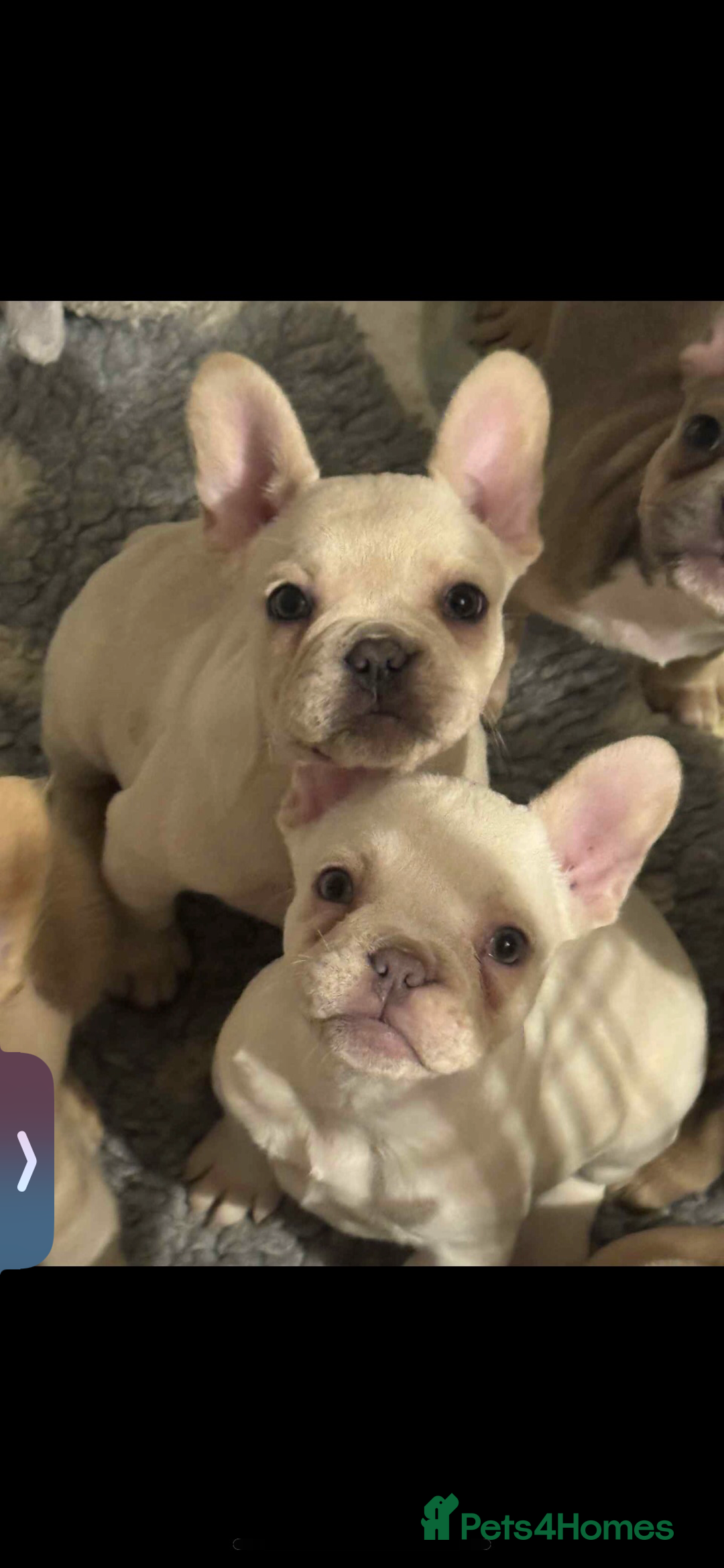 French Bulldog dogs for sale: French bulldog pups available (Reduced) - Advert 26