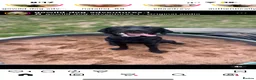 Labrador Retriever dogs for sale: Lab puppy for sale  - Advert 3