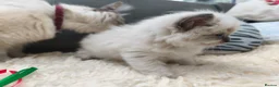 Ragdoll cats for sale: Gorgeous Snow Leocats: RagdollxSiberianxHimalayan! - Advert 12