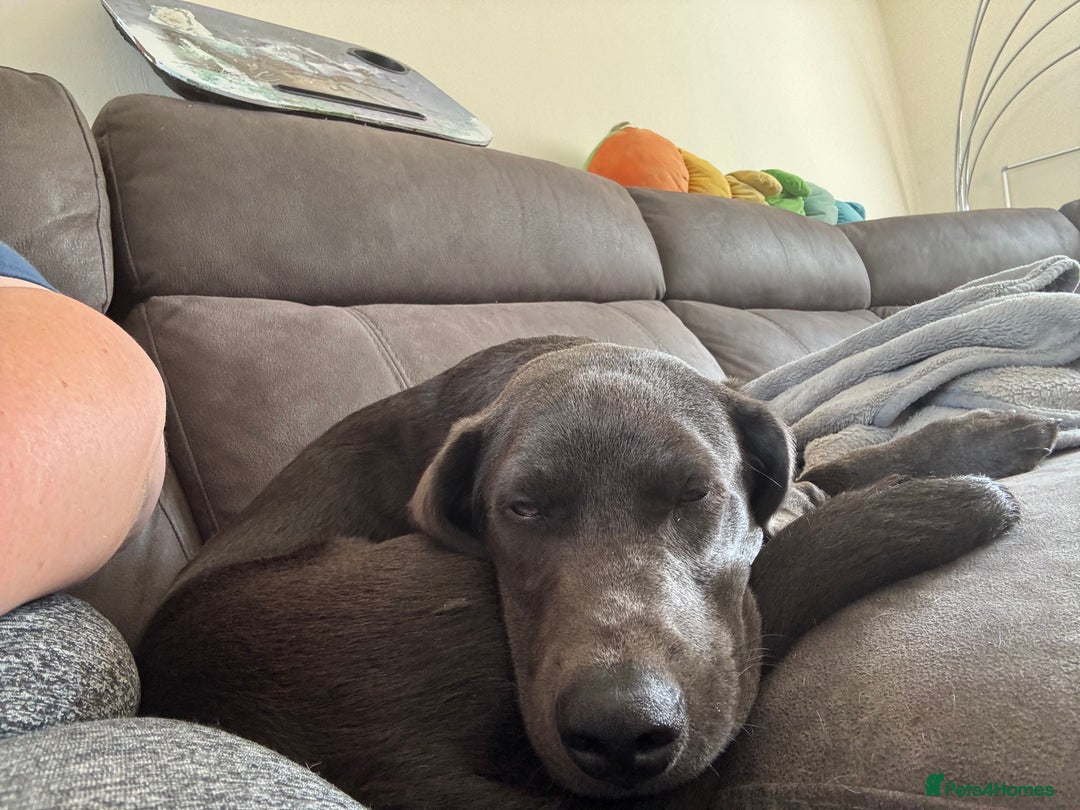 Labrador Retriever dogs for sale: KC Registered Charcoal Labrador  - Image 4